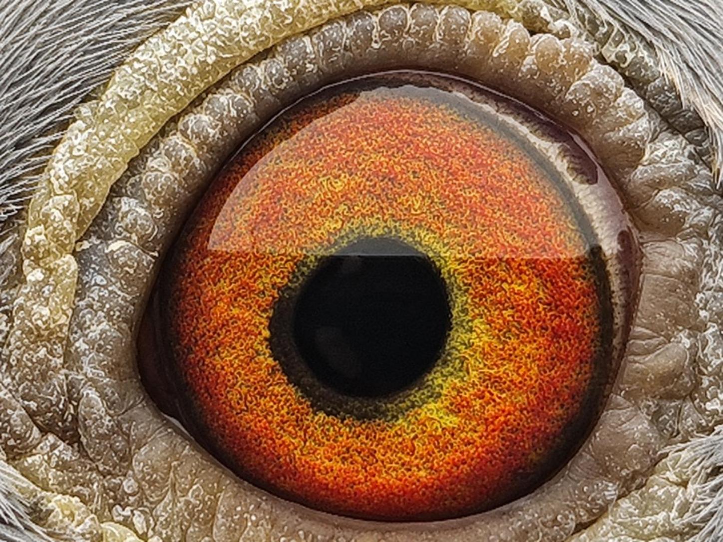 Pigeon eye